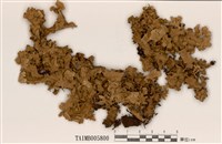 藏品(腎島衣屬)的圖片